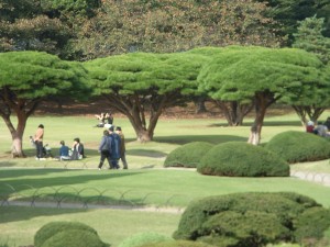 Shinjuku pinus densiflora R0013202