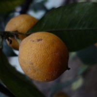 Bergamote