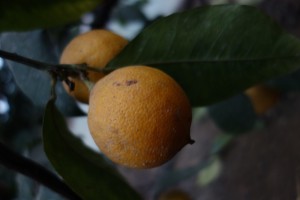citrus bergamia 