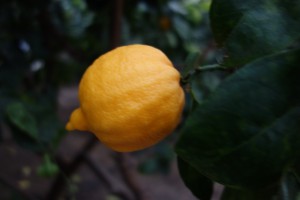citrus limetta 
