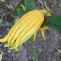 Cédrat « main de Bouddha »