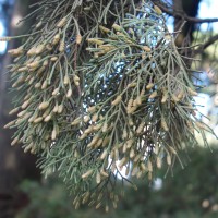 Cyrès toujours vert, Cyprès de Provence, Cyprès d’Italie