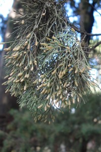 cupressus sempervirens