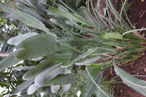 strelitzia reginae