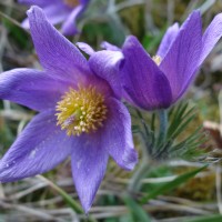 Anémone pulsatille, Coquerelle , Fleur de Pâques