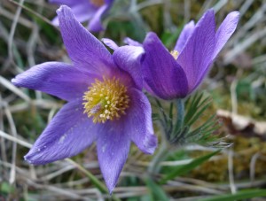 anemone pulsatilla 