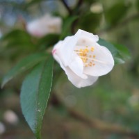 camellia lutchuensis