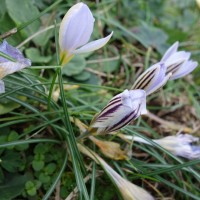 Crocus à deux fleurs