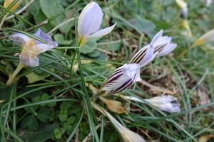 crocus biflora 