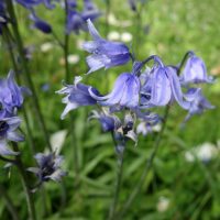 Jacinthe des bois, Scille penchée, Endymion penchée, Muguet bleu