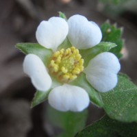 potentilla sterilis