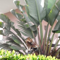 Arbre du voyageur, Ravenale