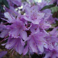 rhododendron davidsonianum DSC04473