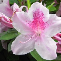 Rhododendron de Sims, Azalée des Fleuristes
