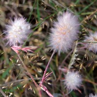 Trèfle des champs pied-de-lièvre