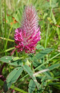 trifolium rubens DSC09227.JPG