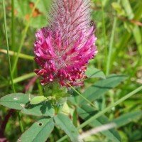 Trèfle pourpre, Queue-de-renard, Trèfle rougissant