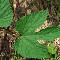 Houblon grimpant, Houblon du Nord, Vigne du nord