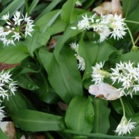 Ail des ours, Ail des bois