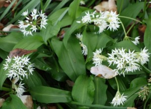 allium urisum DSC01068