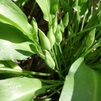 allium ursinum DSC00789