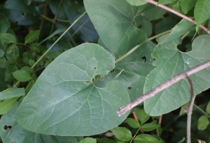 aristolochia DSC01966