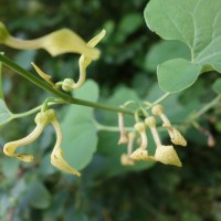 Aristoloche clématite, Poison de terre, Sarrazine, Ratelaire