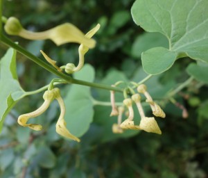 aristolochia 