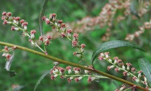 artemisia vulgaris