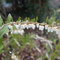 Cassandre caliculé, Andromède à petit calice, Petit Daphné caliculé