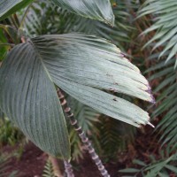 Chamaedorée à queue de poisson
