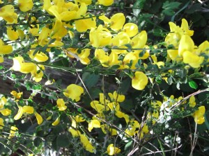 cytisus scoparius 