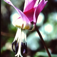 Erythrone dent-de-chien, Violette dent-de-chien, Satyrion rouge, Trout lily