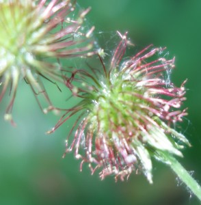 geum urbanum DSC01794