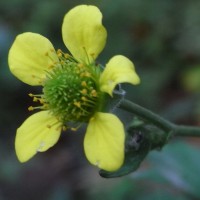 Benoîte urbaine, Racine bénie, Herbe de St. Benoît