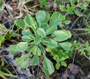 globularia DSC02716