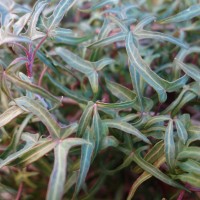 Lierre grimpant Pied d’Oiseau