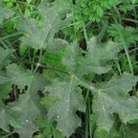 Berce commune, Fausse-acanthe, Berce Branc-ursine, Patte d’ours