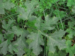 heracleum sphondylium