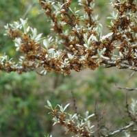 Argousier faux-nerprun, Saule épineux,Bourdaine marine, Épine luisante