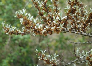 hippophae rhamnoides 