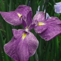 Iris ensata