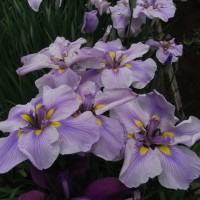 Iris de Louisiane