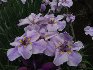 iris louisiana 