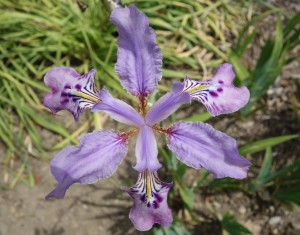 iris milesii 