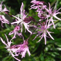 Silène fleur de coucou, Fleur oeil-de-perdrix