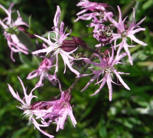 silene flos-cuculi