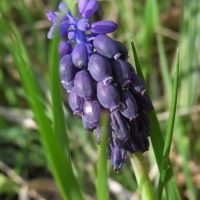 Muscari à grappes