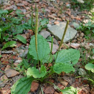 plantago major 