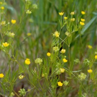 ranunculus arvensis  